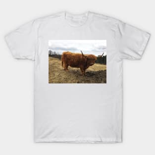 Scottish Highland Cattle Cow 2364 T-Shirt